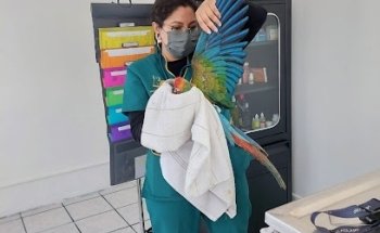 Clínica de aves Spix
