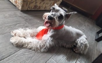 Veterinaria Aquarium