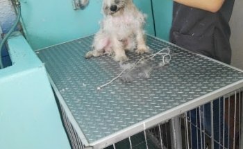 Veterinaria Dolittle