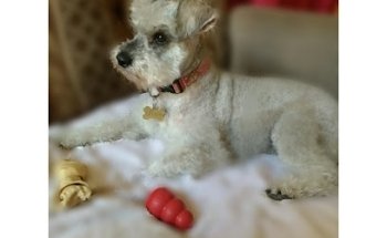 Clínica Veterinaria Izcalli