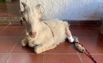 Clinica Veterinaria El Rodeo