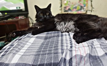 Estetica Canina Peta