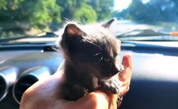 Veterinary Specialty Clinic