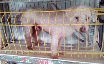 Estética canina Lázaro y Monroy