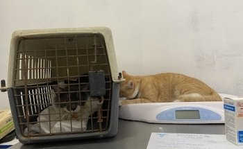 Centro veterinario Dr Moy