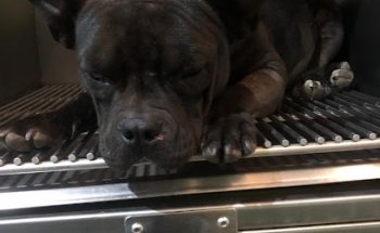 Clínica Veterinaria Vet-Heart