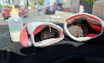 Veterinary Clinic Mutualismo