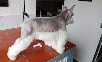 Clinica Veterinaria MEDICAN Dr. Carlos Cervantes