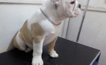 Clinica veterinaria Amroth