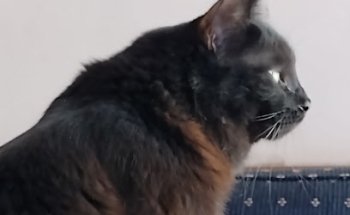 Gabinete Veterinario