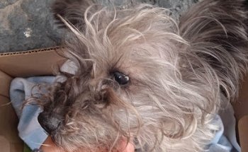 Antirrabico Naucálpan De Juárez