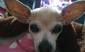 Veterinaria y estética canina 