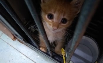 Yoky pets Veterinaria