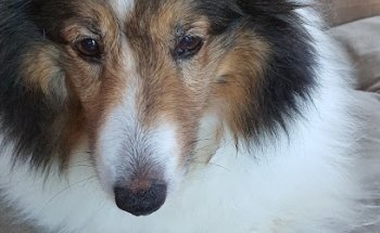 Veterinaria La Jungla - Panchimalco