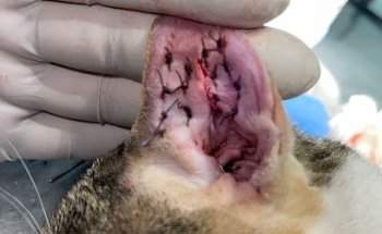 Banffi Vet’s Clínica Veterinaria