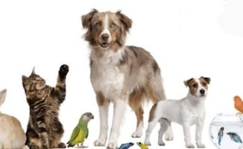 Granero y veterinaria el Camino