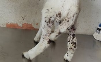 Veterinaria Animal care