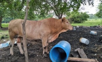 SEMEVETS Clínica Veterinaria Dr. Fernando