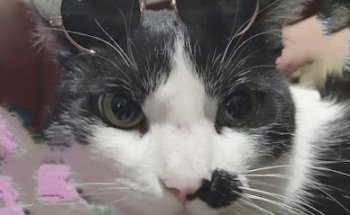 Hospital para Mascotas de Toluca HMT