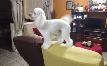 Veterinaria Pet-House