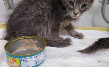 Medivet centró médico veterinario