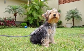 Escuela para Perros en Orizaba - MAGICAN