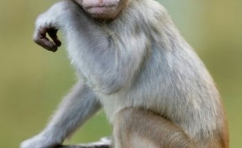 Veterinaria y Estética Canina La mascota