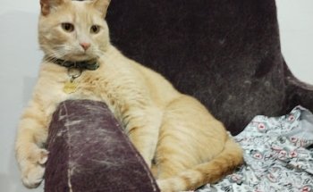 Safari Veterinary Clinic