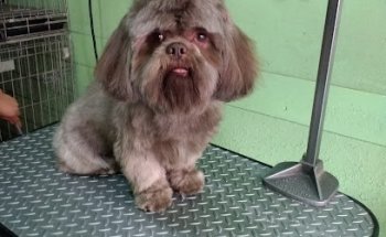 Spa & Consultorio Veterinario Kiara