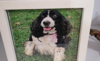 Veterinaria Pets'landia