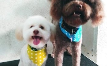 Veterinaria Salud Para Su Animal