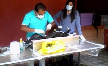 MEDICO VETERINARIO Asesoría en Salud y Producción Animal