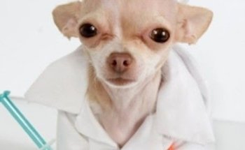 Veterinario Guardianes