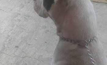 Estetica Canina Ikki