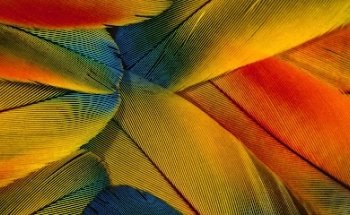 Medicina en Aves de Compañía