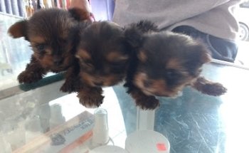 Veterinaria Ferroni's