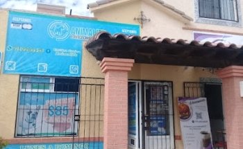 Estética canina Animalife Real Toledo