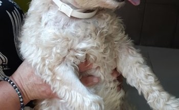 Veterinary Hospital 24 hours Carson Mexico