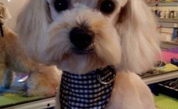 PETSPA Estética y Veterinaria