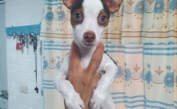 SPA Caninos y Mascotas