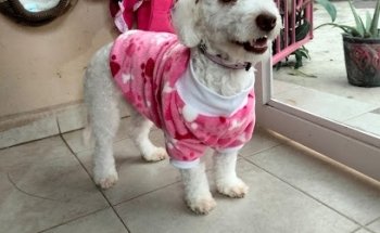 Veterinaria Cachorros