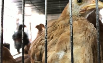 Veterinaria San Andrés