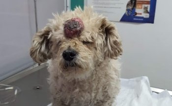 Mega Bichos / P'roomie