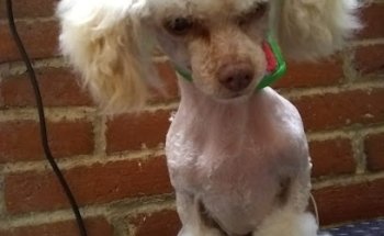 Clinican y Estetican