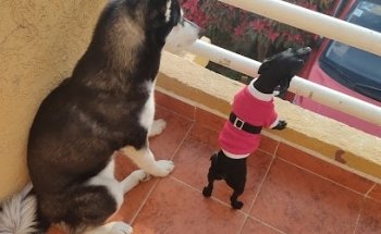 Clínica Veterinaria Panchitos Spa