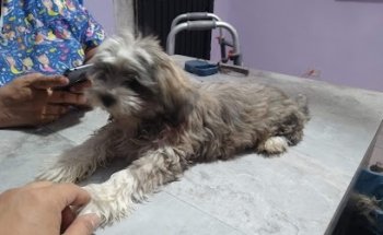 Veterinaria Pedigree