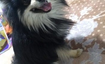 Veterinaria el + Perron