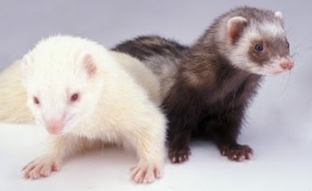 Ferrets shop Miyu Querétaro