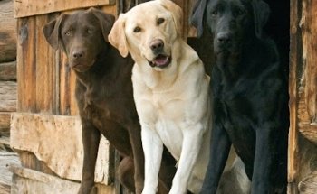 Clínica Veterinaria Albéitar Sucursal Bugambilias.