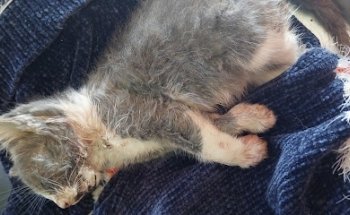 Servicios Veterinarios Profesionales